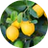 Extracto de Cítricos